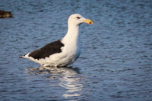 A Great Blackback Gull in shallow water at Kilcoole, Wicklow
