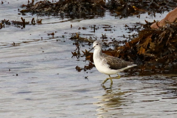 A Greenshank in shallow water at Mutton Island, Galway
