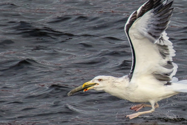 Herring Gull catches a fish in Galway Bay, Ireland