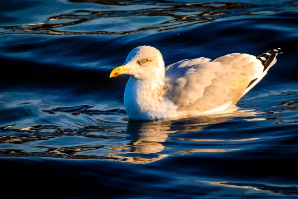 A Herring Gull in the harbour in Galway City