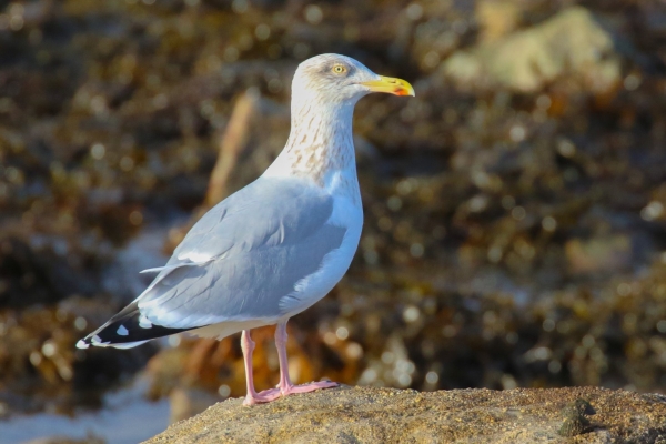 A Herring Gull stands on a rock at Mutton Island, Galway