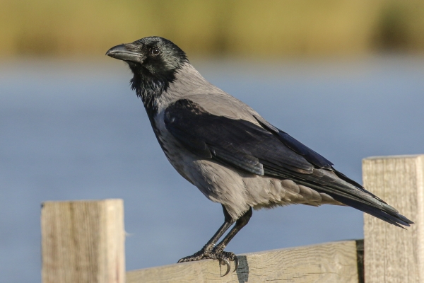A Hooded Crow perches on a fence at Broadmeadows Estuary , Swords, Dublin