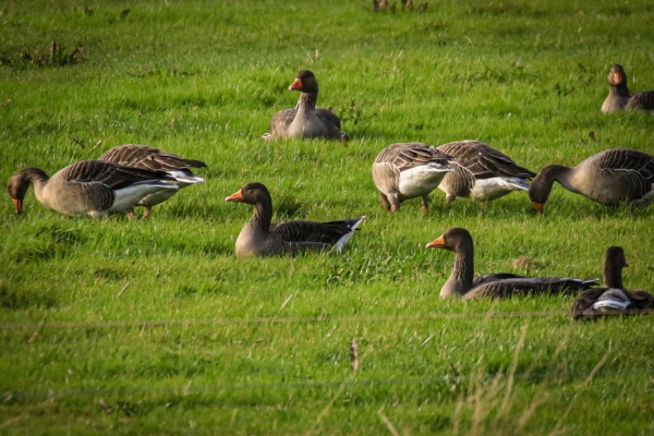 A group of Greylag Geese sitting in the field at the back of the Marsh in Kilcoole, Wicklow