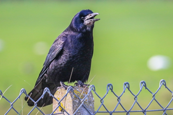 A Rook sits on a fence post at Kilcoole, Wicklow