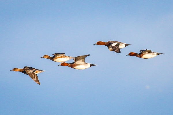 Wigeon flying across the Marsh at Kilcoole, Wicklow