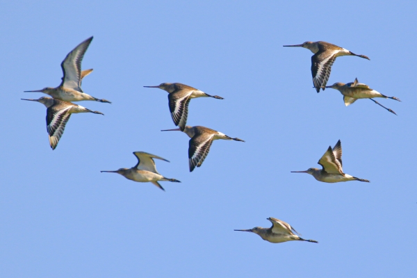 Black-tailed Godwits fly in a blue sky over Kilcoole, Wicklow