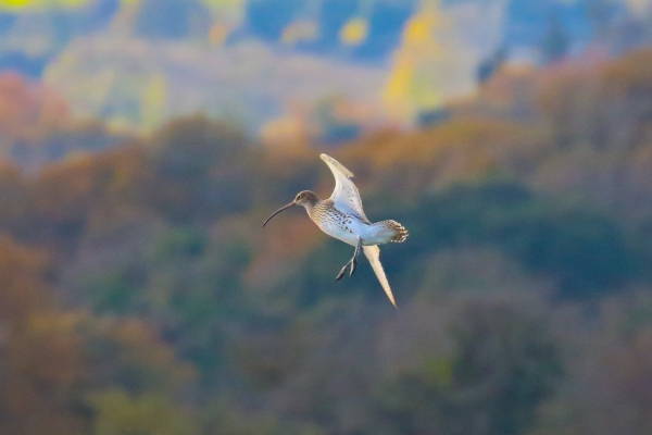 A Curlew flies over Kilcoole, Wicklow