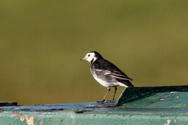 A Pied Wagtail at Kilcoole, Wicklow