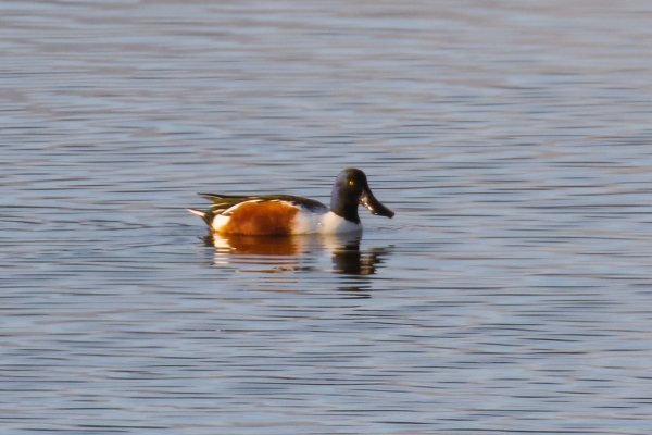 A Shoveler swims in the Marsh at Kilcoole, Wicklow