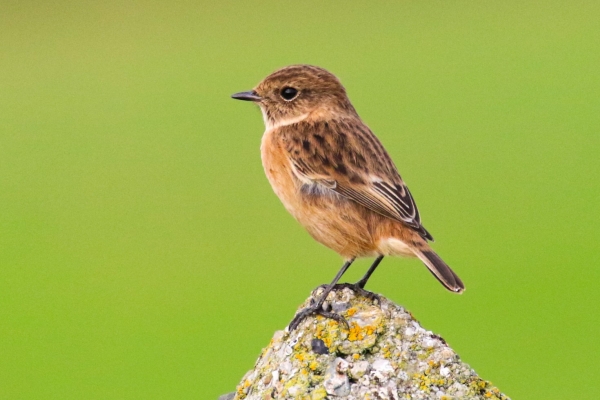 A Stonechat perched on top of a fence post at Kilcoole, Wicklow