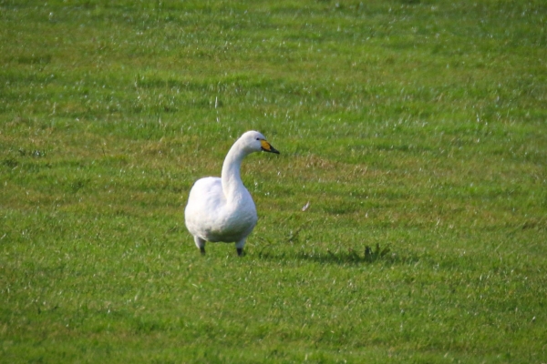Whooper swan in a field at Kilcoole, Wicklow