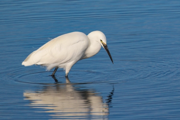 A Little Egret standing in shallow water at Kilcoole, Wicklow, Ireland