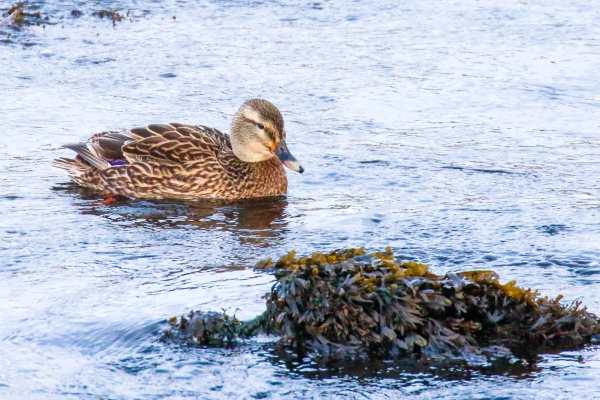 Female Mallard, Galway City