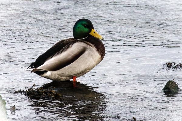 A Mallard sits in shallow water at Nimmo Pier, Galway