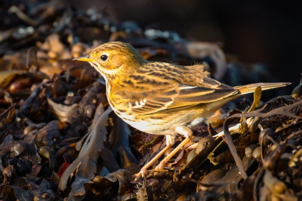 A Meadow Pipit standing on seaweed in Galway Bay, Ireland