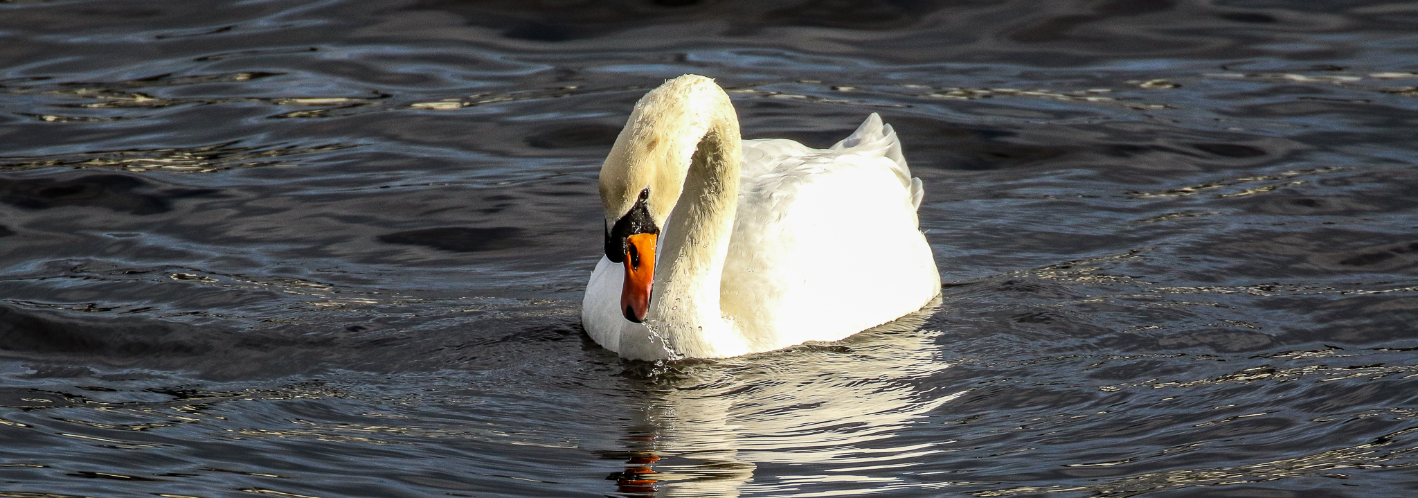 Mute Swan