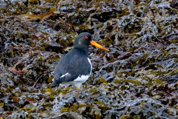 An Oystercatcher stands on the beach at low tide at Mutton Island