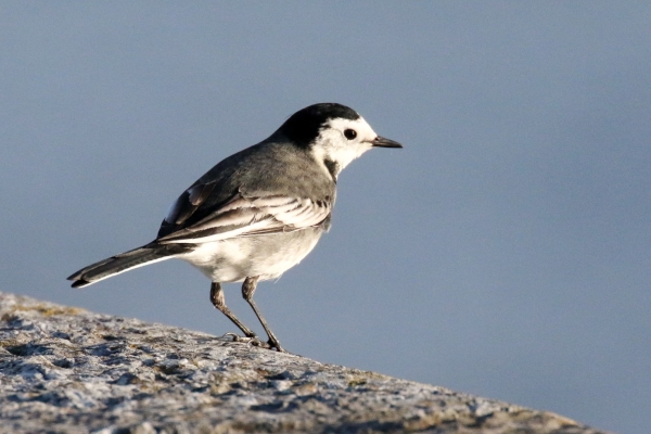 Pied Wagtail on the pier wall in Galway cuty