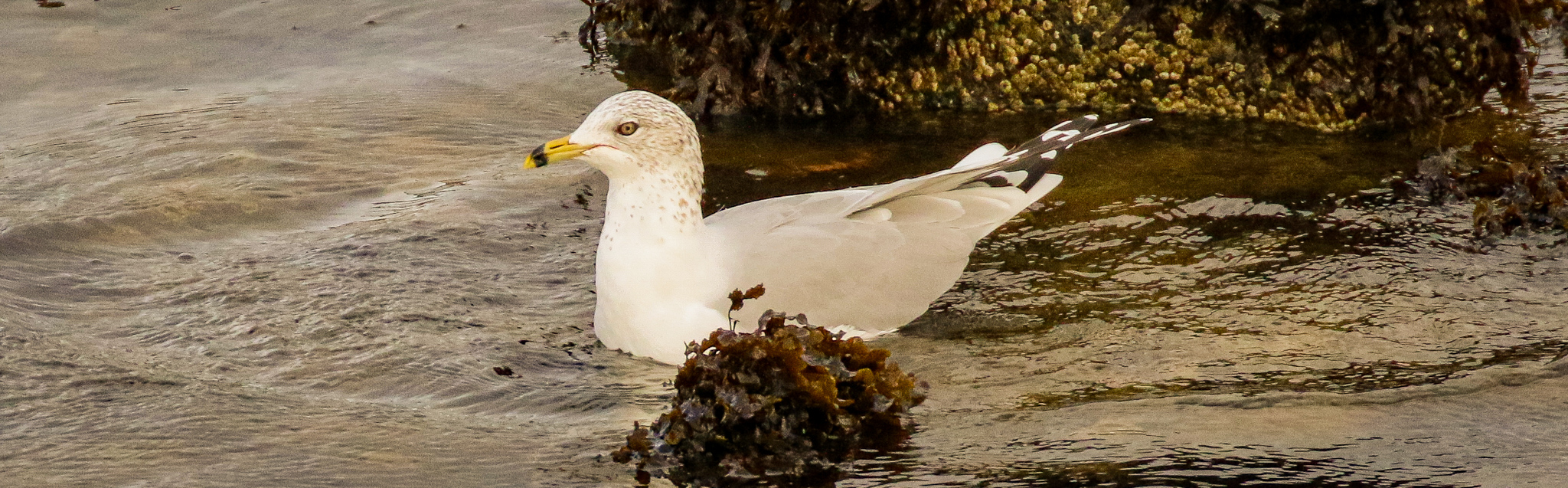 Ring Billed Gull in Galway City