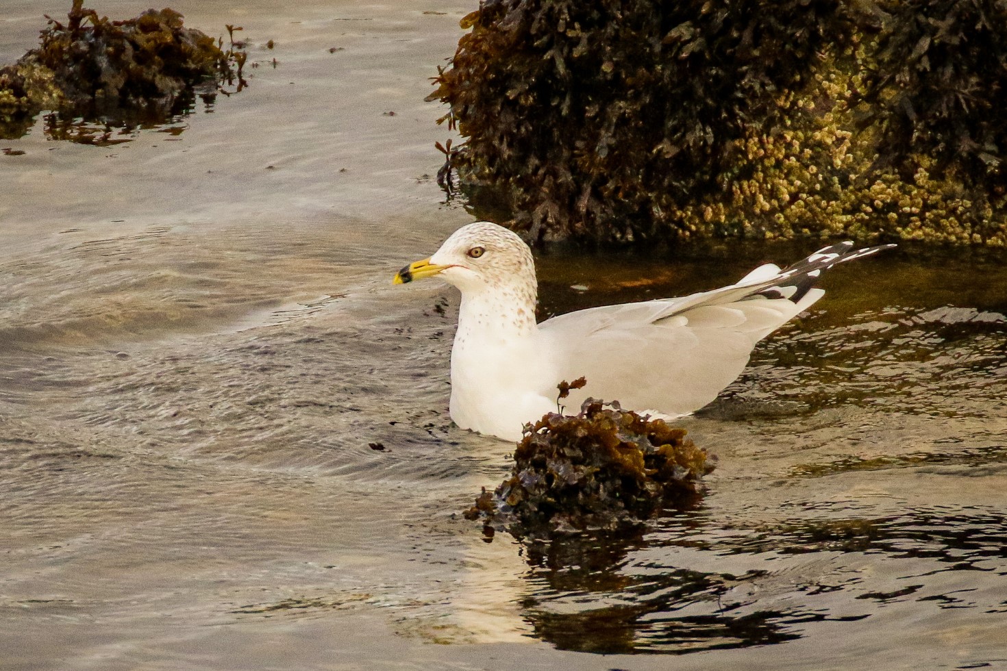 A Ring-billed Gull just off the pier in Galway City, Ireland