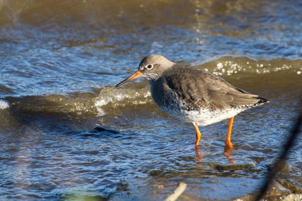 Redshank on the shore at Kilcoole, Wicklow