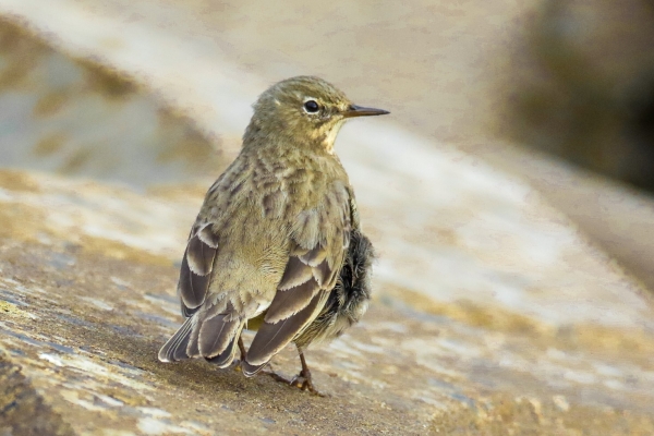 A Rock Pipit does what is does best, stands on a rock!