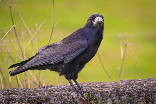 A Rook on a Wall in Galway Harbour