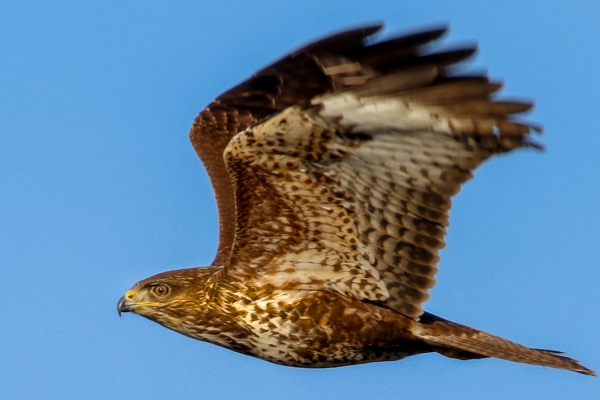 Buzzard over Turvey Park, Dublin
