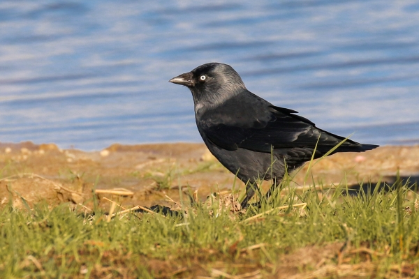 Birding Dublin, Jackdaw at Turvey Park, Dublin