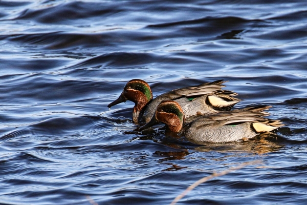 Teal swimming at Kilcoole, County wicklow