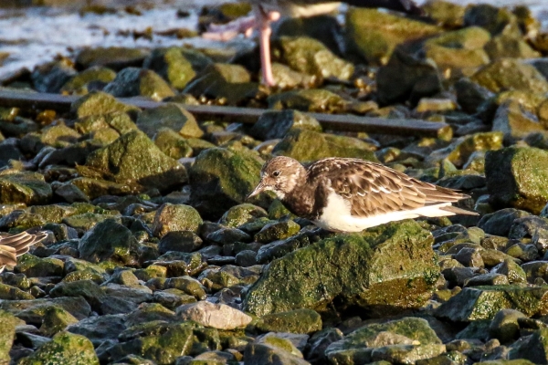 A Turnstone on the rocky shoreline at Nimmo Pier, Galway