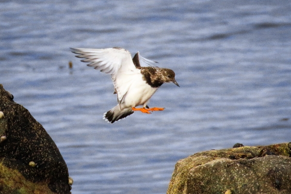 A Turnstone jumps from rock to rock in Galway Bay, Ireland