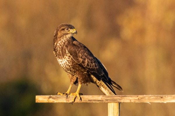 Buzzard on a perch at Turvey Nature Reserve, Dublin