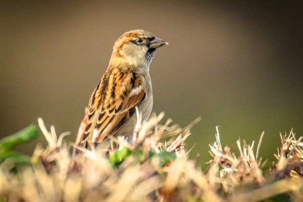A House Sparrow looks out over Broadmeadows estuary from Caves Marsh, Malahide