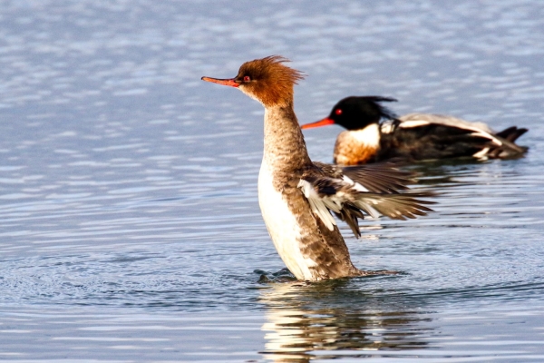 A Female Red Breasted Merganser in Broadmeadows Estuary, Malahide