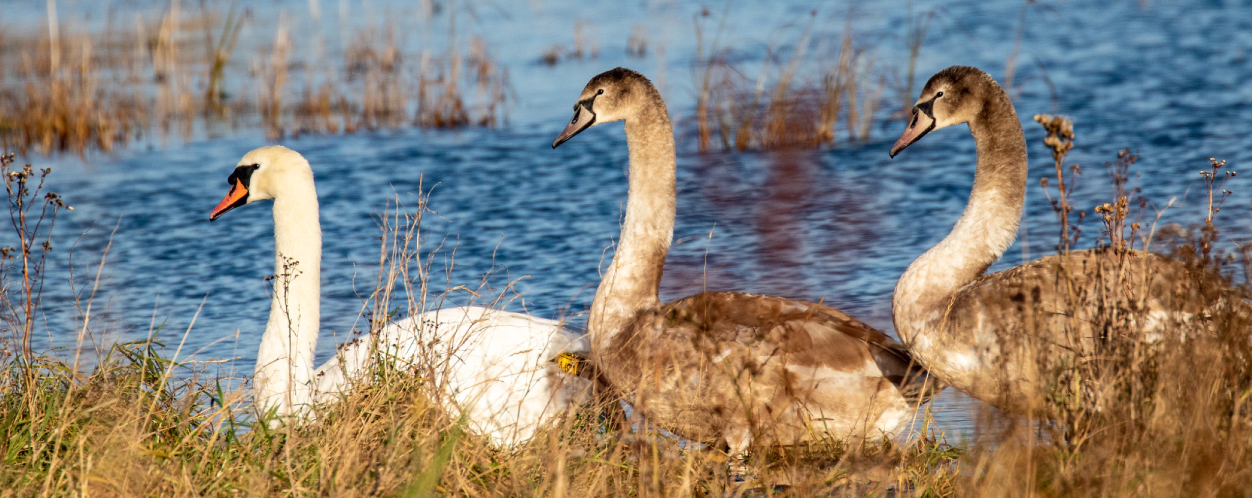 Swans swim in unison at Turvey Park, Dublin