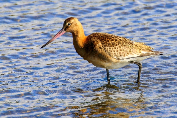 A Black Tailed Godwit in the sallow water at Bull Island, Dublin