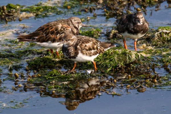 A Group of three Turnstones cling to the rocks on an incoming tide at Bull Island, Dublin