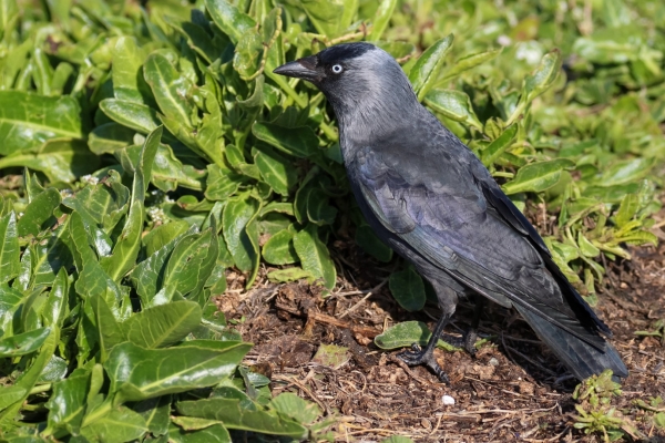 A Jackdaw forraging on the ground at Bull Island, Dublin