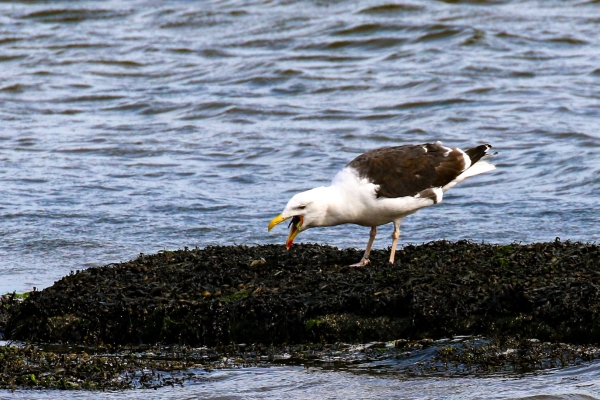 A Lesser Black-backed Gull at Bull Island, Dublin