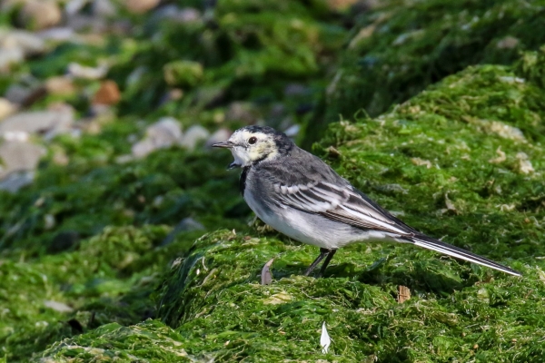 A Pied Wagtail stands in seaweed at Bull Island, Dublin