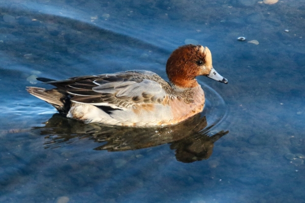 A Wigeon swims in shallow water at Bull Island, Dublin