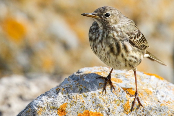 A Rock Pipit doing what it does best, standing on a rock at Bull Island, Dublin