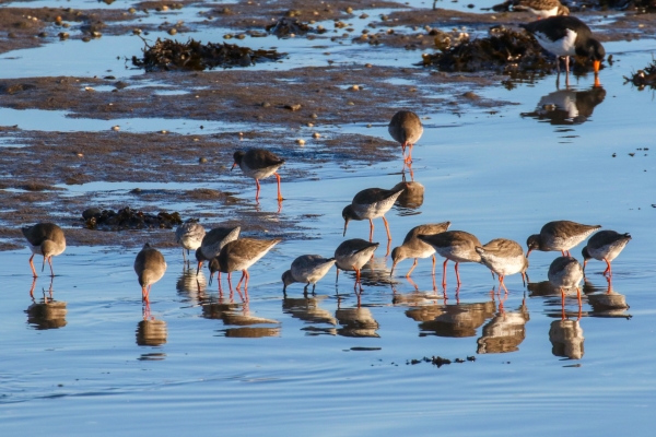A Group of Redshanks feeding at low tide at Bull Island, Dublin