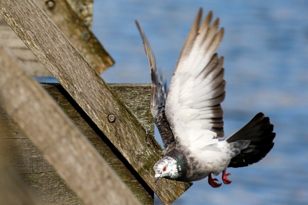 A Feral Pigeon flying under the wooden bridge at Bull Island, Dublin