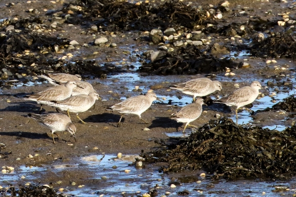 A Group of Knots foraging at low tide, Bull Island, Dublin