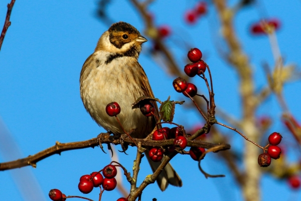 A Reed Bunting sits among the red berries at Bull Island, Dublin