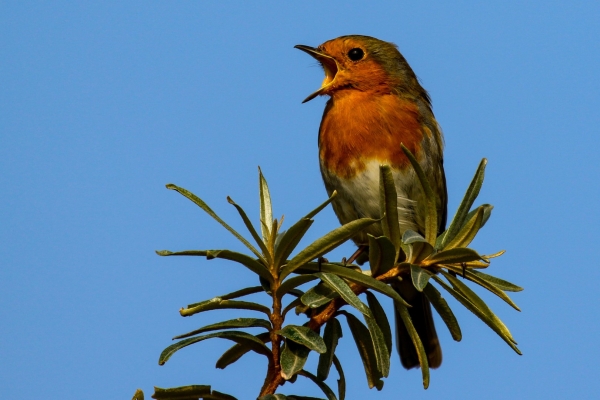 A Robin sings loudly from the top of a tree at Bull Island, Dublin
