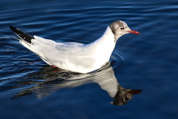 A Black Hooded Gull swims in clear water at the wooden bridge, Bull Island, Dublin
