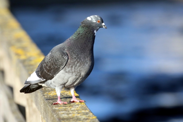 A Feral Pigeon stands on the handrail of the Wooden Bridge at Bull Island, Dublin